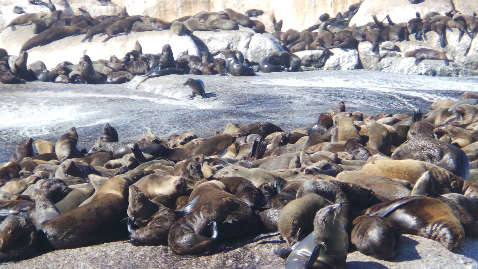 Seal Watching40